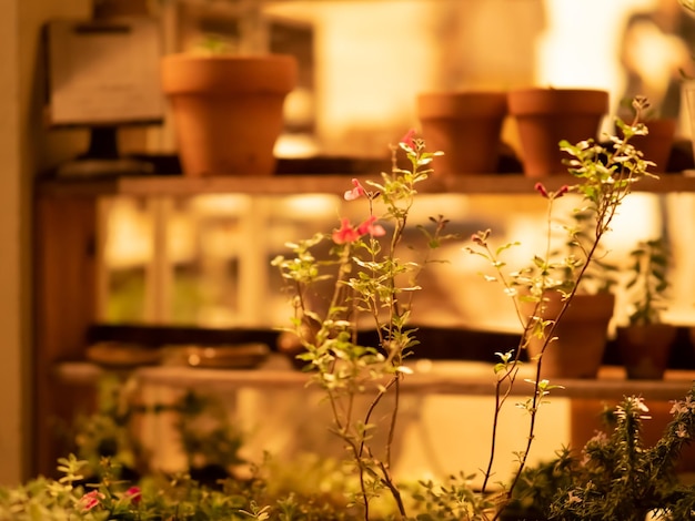 Comparative tea tasting session with multiple tea samples